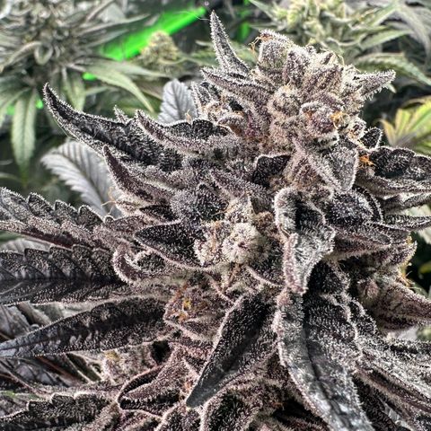 Misc x (LA Kush x Zkittles) #22 34.14g growlog timeline photo