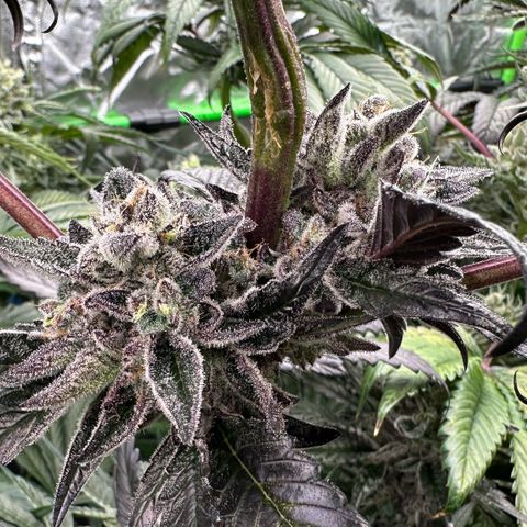 Misc x (LA Kush x Zkittles) #22 34.14g growlog timeline photo