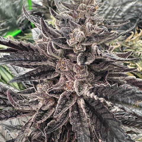 Misc x (LA Kush x Zkittles) #22 34.14g growlog timeline photo