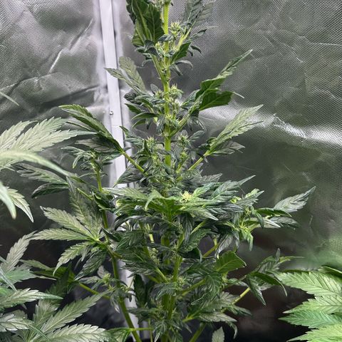 Auto Think Different  #3 growlog timeline photo