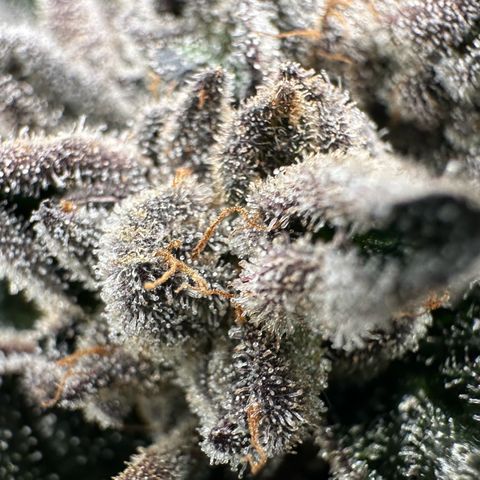 Misc x (LA Kush x Zkittles) #27 33.12g growlog timeline photo