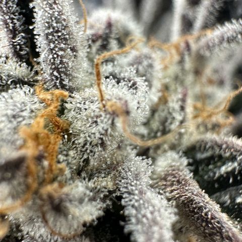 Misc x (LA Kush x Zkittles) #37 42.26g growlog timeline photo
