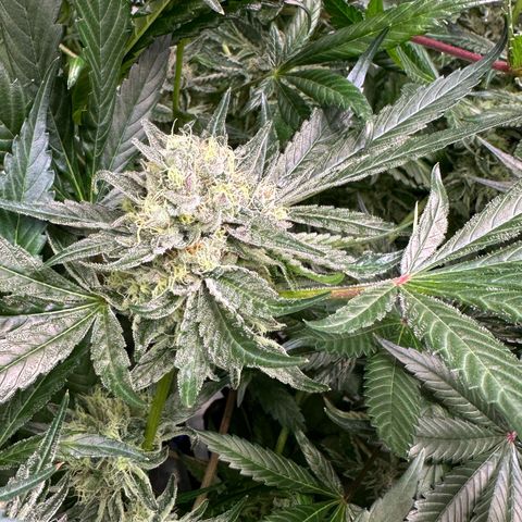 CxLAZ #14 53.59g growlog timeline photo