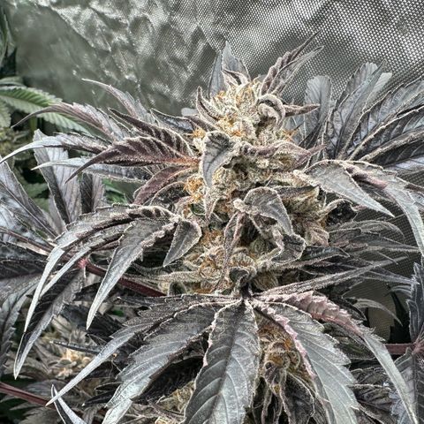 Misc x (LA Kush x Zkittles) #37 42.26g growlog timeline photo