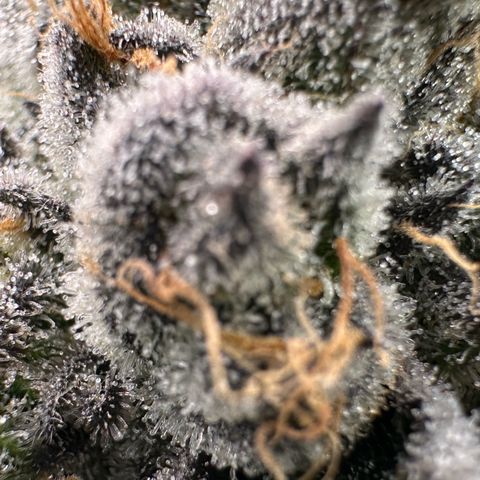 CxLAZ #16 50.72g growlog timeline photo