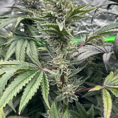 Misc x (LA Kush x Zkittles) #23 28.19g growlog timeline photo