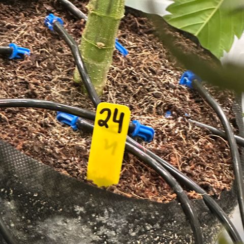 CxLAZ #24 37.13g growlog timeline photo