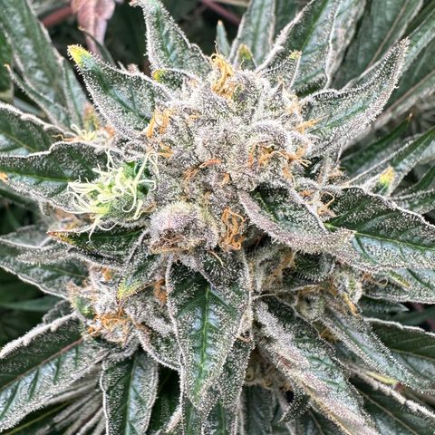 CxLAZ #31 58.75g growlog timeline photo