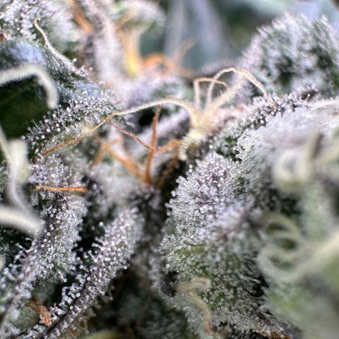 CxLAZ #14 53.59g growlog timeline photo
