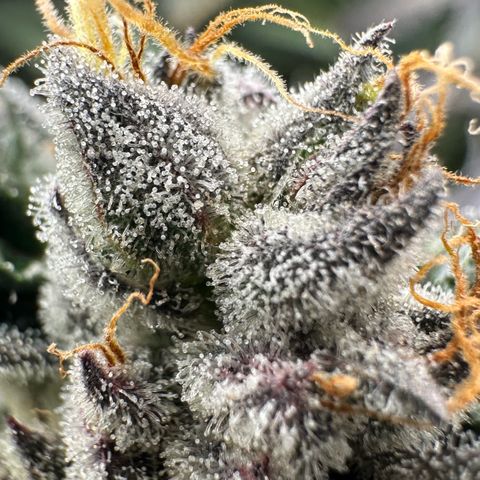 CxLAZ #03 45.52g growlog timeline photo