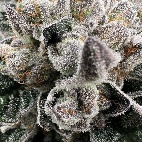 Misc x (LA Kush x Zkittles) #27 33.12g growlog timeline photo