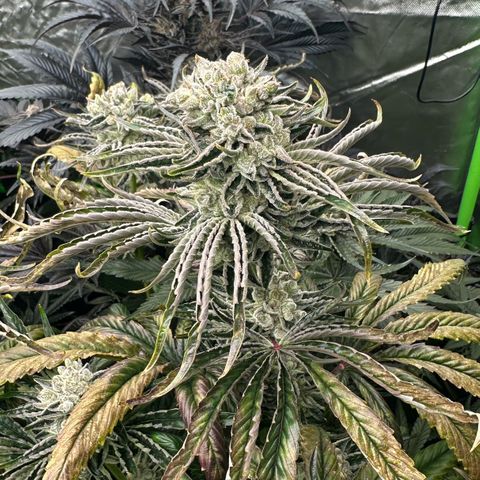 Misc x (LA Kush x Zkittles) #26 60.7g growlog timeline photo