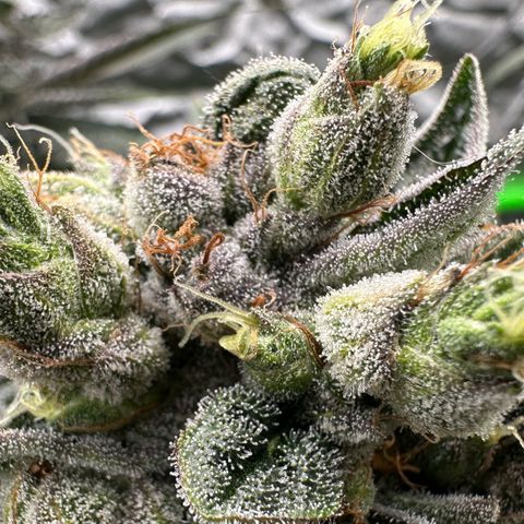 Misc x (LA Kush x Zkittles) #23 28.19g growlog timeline photo
