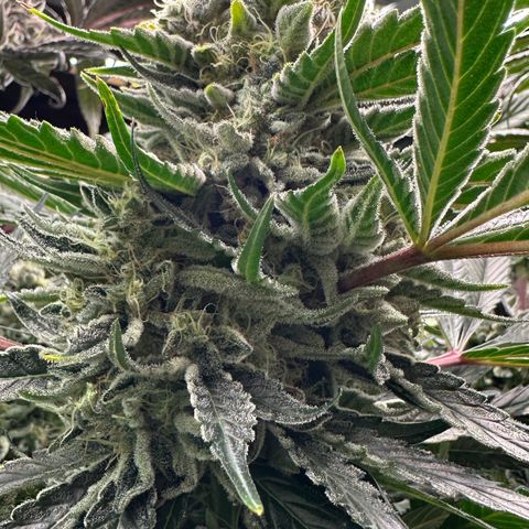 CxLAZ #15 52g growlog timeline photo