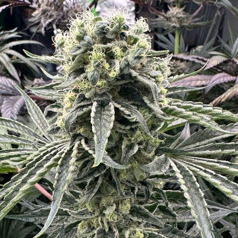 Misc x (LA Kush x Zkittles) #08 growlog timeline photo