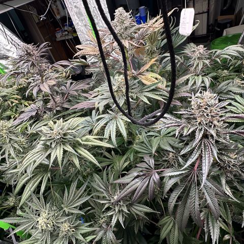 CxLAZ #16 50.72g growlog timeline photo
