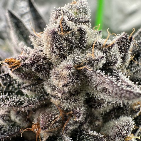 Misc x (LA Kush x Zkittles) #22 34.14g growlog timeline photo