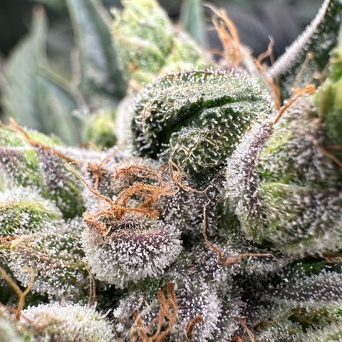 Misc x (LA Kush x Zkittles) #23 28.19g growlog timeline photo