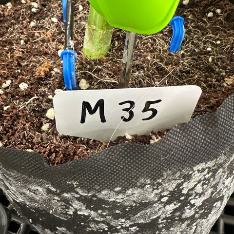 Misc x (LA Kush x Zkittles) #35 28.55g growlog timeline photo