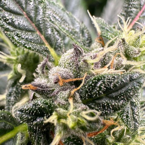 Auto Think Different  #1 growlog timeline photo