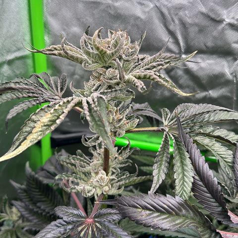 Misc x (LA Kush x Zkittles) #34 15.68g growlog timeline photo