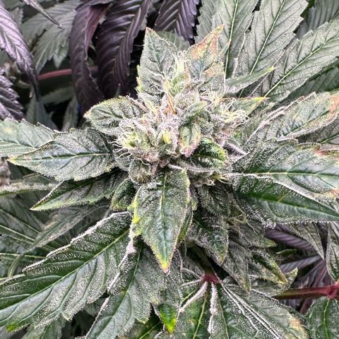 Misc x (LA Kush x Zkittles) #04 10.54g growlog timeline photo