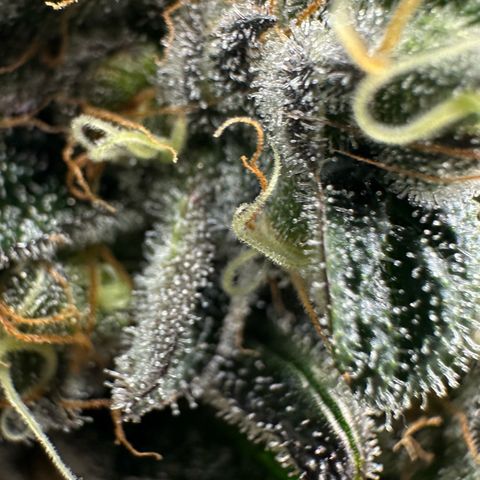 CxLAZ #24 37.13g growlog timeline photo