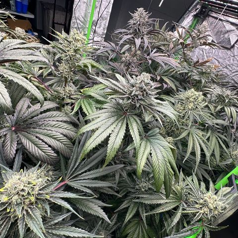 CxLAZ #16 50.72g growlog timeline photo