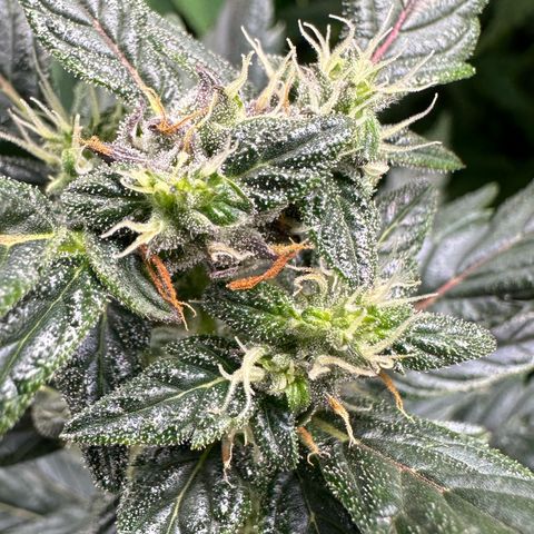 Auto Think Different  #1 growlog timeline photo