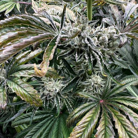 Misc x (LA Kush x Zkittles) #26 60.7g growlog timeline photo