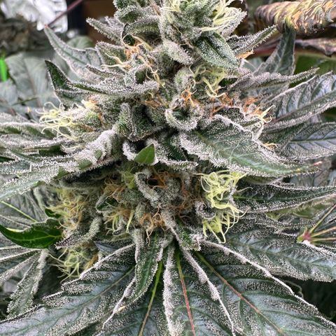 CxLAZ #14 53.59g growlog timeline photo