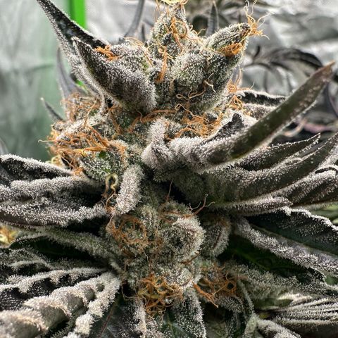 CxLAZ #11 50.28g growlog timeline photo
