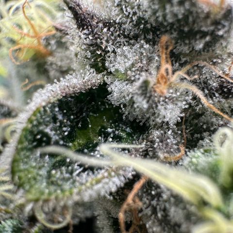 CxLAZ #15 52g growlog timeline photo