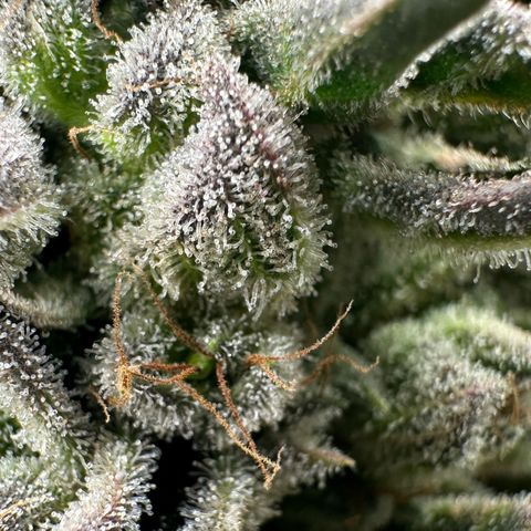 Misc x (LA Kush x Zkittles) #26 60.7g growlog timeline photo