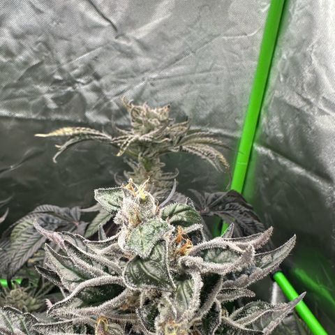 CxLAZ #16 50.72g growlog photo: Possible fox tailing
