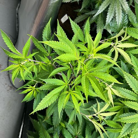 CxLAZ #15 C #1 growlog photo: Twisted stems all over as training experiment.