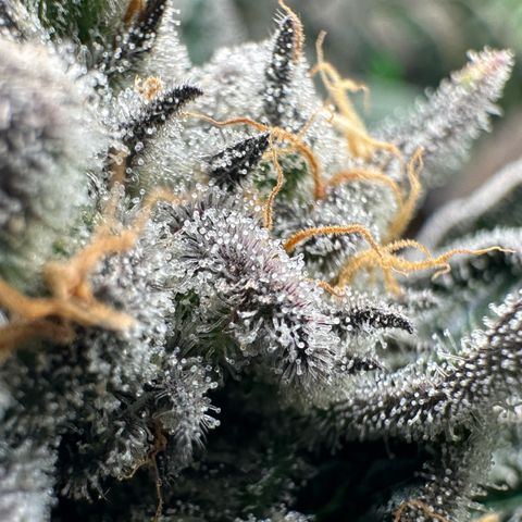 CxLAZ #31 58.75g growlog timeline photo