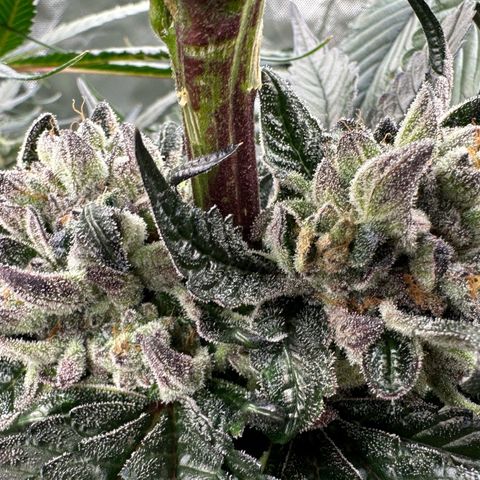 Misc x (LA Kush x Zkittles) #27 33.12g growlog timeline photo