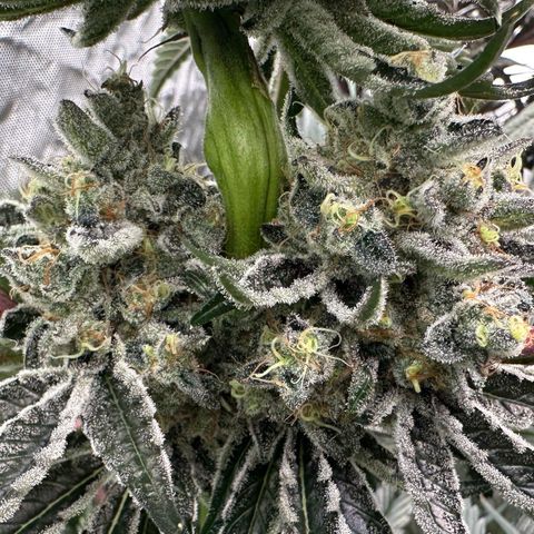 CxLAZ #24 37.13g growlog timeline photo