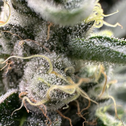 CxLAZ #06 growlog timeline photo
