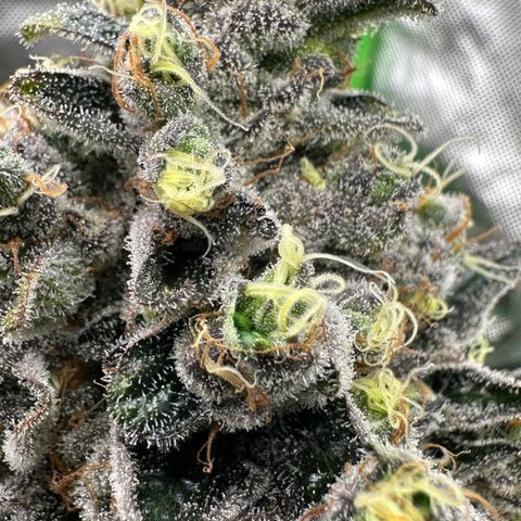 CxLAZ #24 37.13g growlog timeline photo