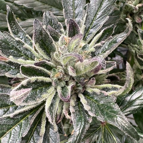 Misc x (LA Kush x Zkittles) #33 19.08g growlog timeline photo