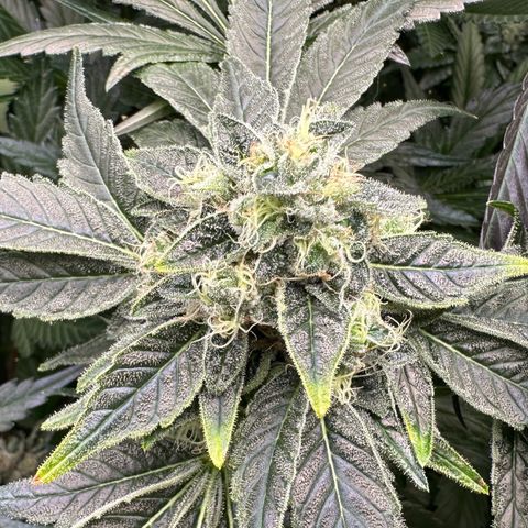 CxLAZ #20 13.7g growlog timeline photo