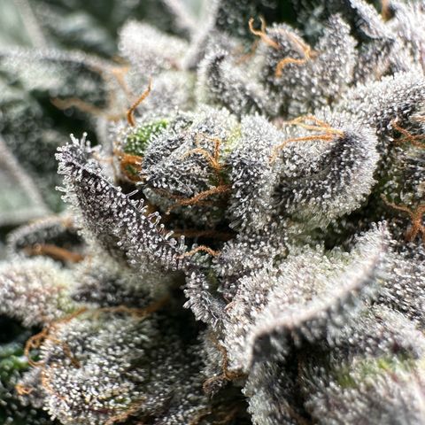 Misc x (LA Kush x Zkittles) #27 33.12g growlog timeline photo