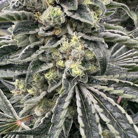 Misc x (LA Kush x Zkittles) #08 growlog timeline photo