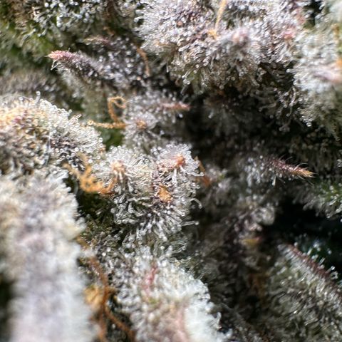 Misc x (LA Kush x Zkittles) #26 60.7g growlog timeline photo