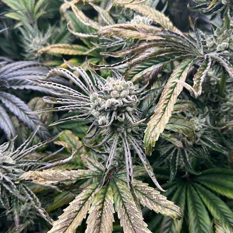 Misc x (LA Kush x Zkittles) #26 60.7g growlog timeline photo