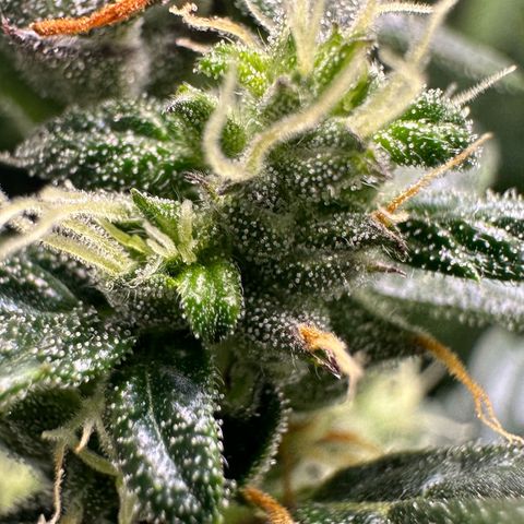 Auto Think Different  #1 growlog timeline photo