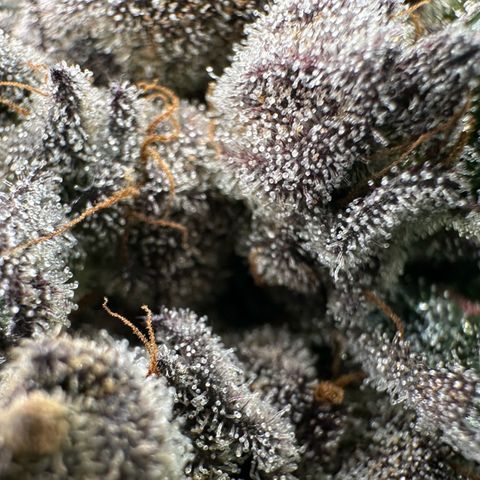 Misc x (LA Kush x Zkittles) #27 33.12g growlog timeline photo