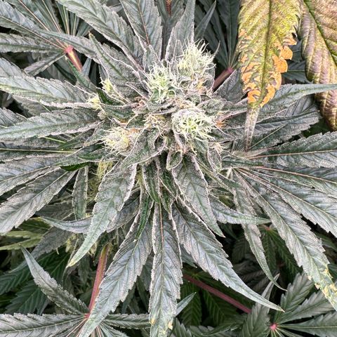 CxLAZ #14 53.59g growlog timeline photo